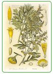 wormwood - main herb