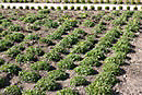 Absinthe Botanicals