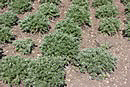 Grand Wormwood