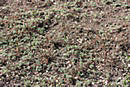 Petite Wormwood